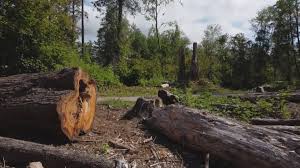 Professional Tree Care in Escatawpa, MS