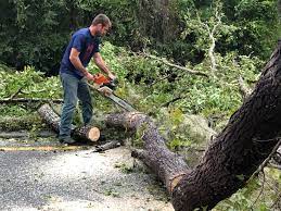 Best Tree Removal  in Escatawpa, MS