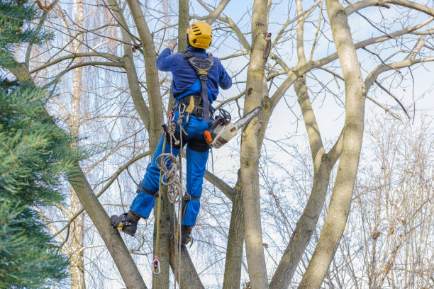 Best Tree Mulching  in Escatawpa, MS