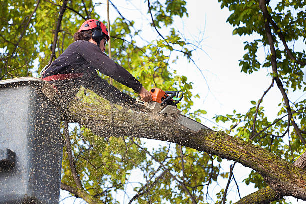 Best Arborist Consultation Services  in Escatawpa, MS