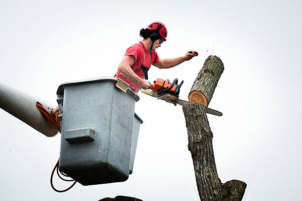 How Our Tree Care Process Works  in  Escatawpa, MS