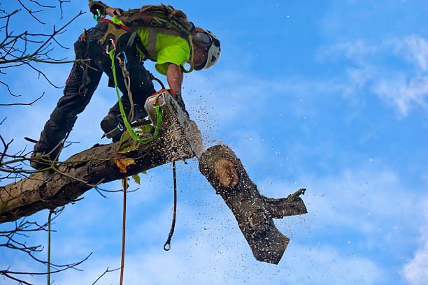 How Our Tree Care Process Works  in  Escatawpa, MS