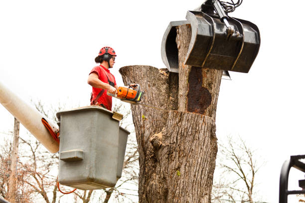 Best Fruit Tree Pruning  in Escatawpa, MS